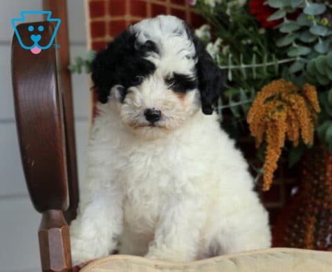 Blair Cavapoo