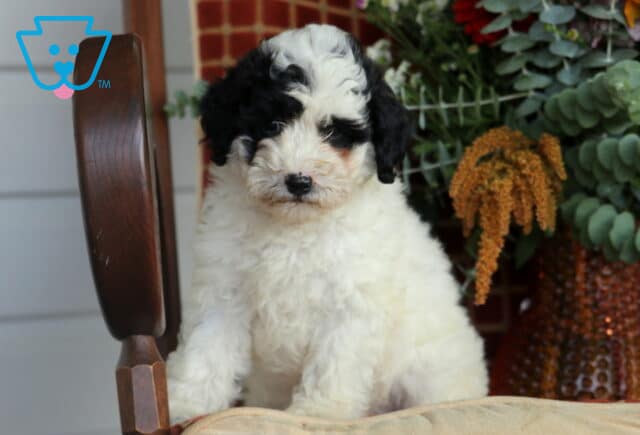 Blair Cavapoo image