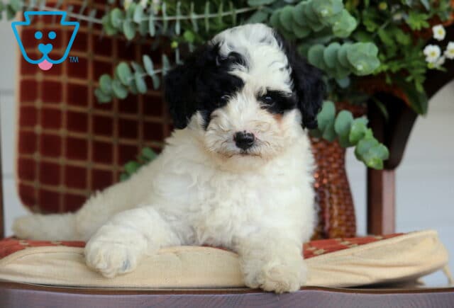 Blair Cavapoo2 image