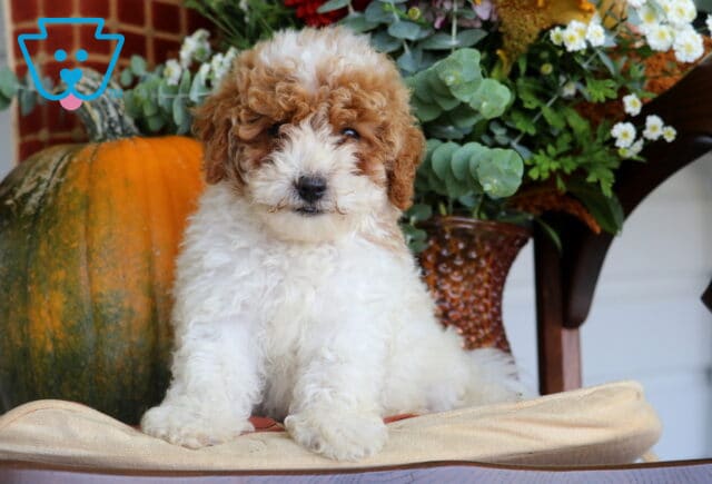 Blake Cavapoo image