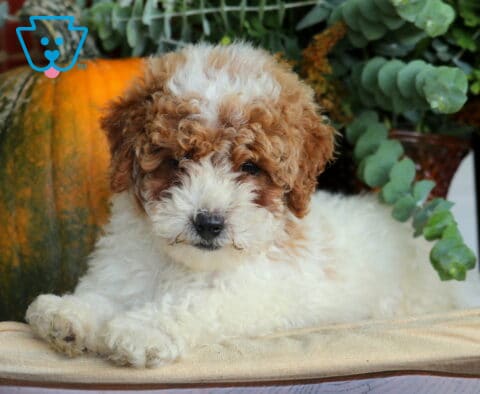 Blake Cavapoo2
