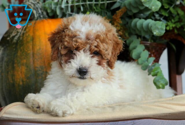 Blake Cavapoo2 image