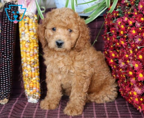 Blake Mini Labradoodle