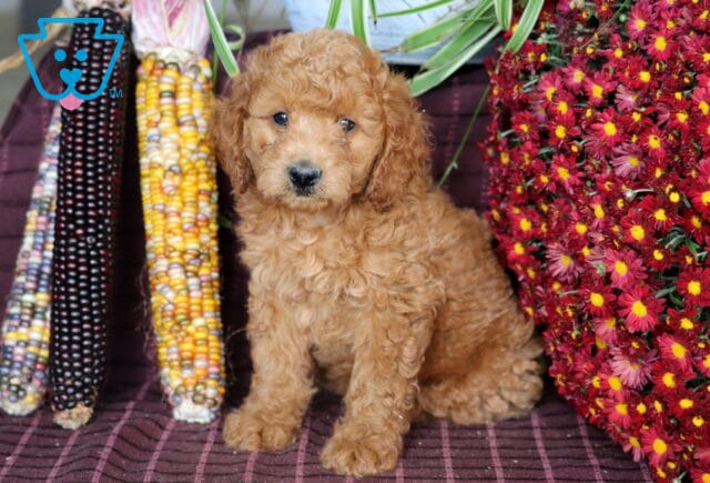 Blake Mini Labradoodle image