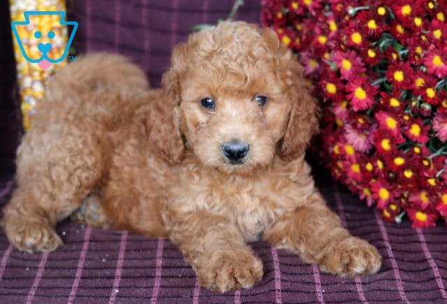 Blake Mini Labradoodle2 image