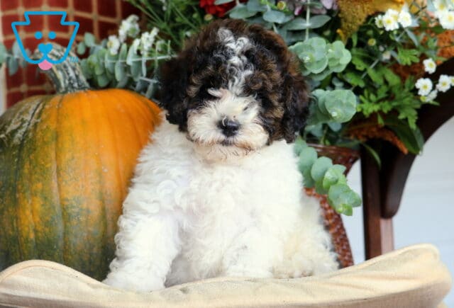 Blu Cavapoo image