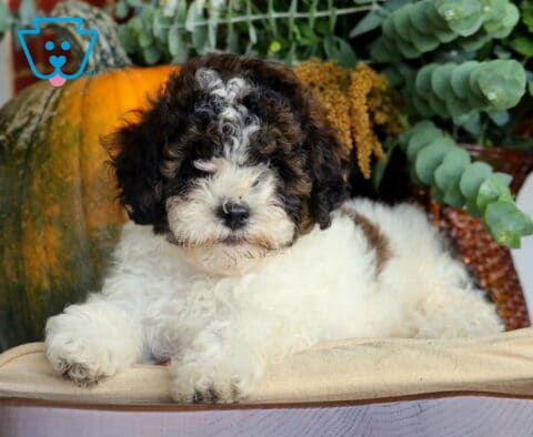Blu Cavapoo2