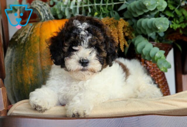 Blu Cavapoo2 image