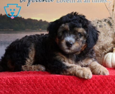 Boomer Mini Bernedoodle