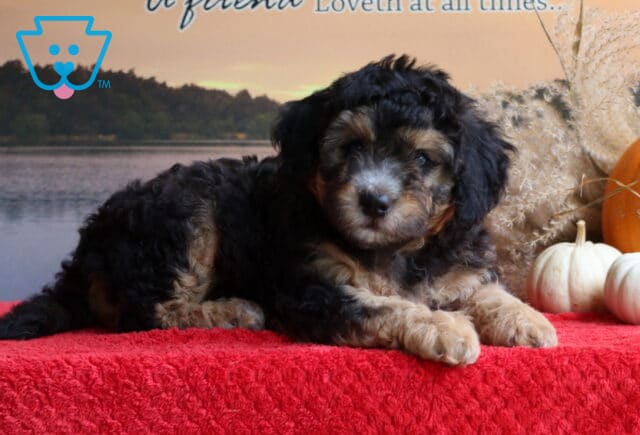 Boomer Mini Bernedoodle image
