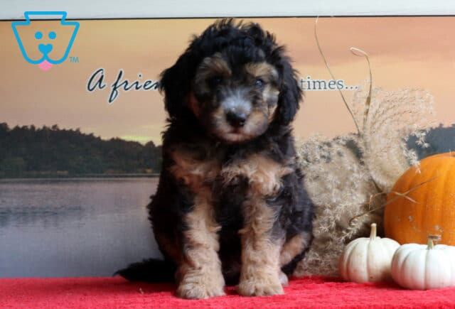Boomer Mini Bernedoodle2 image