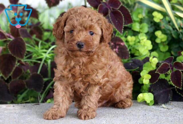Boomer Mini Poodle image