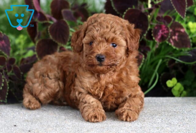 Boomer Mini Poodle2 image