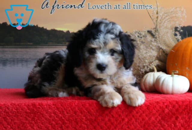 Boots Mini Bernedoodle image