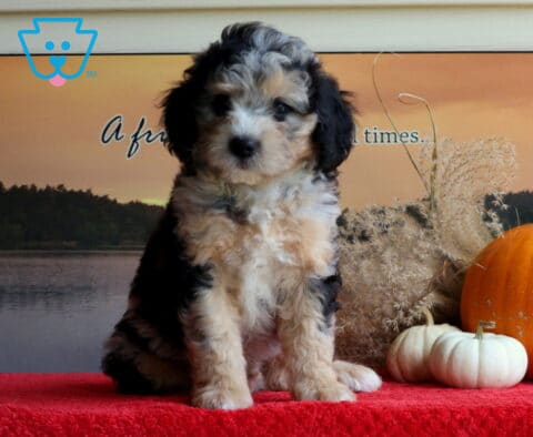 Boots Mini Bernedoodle2