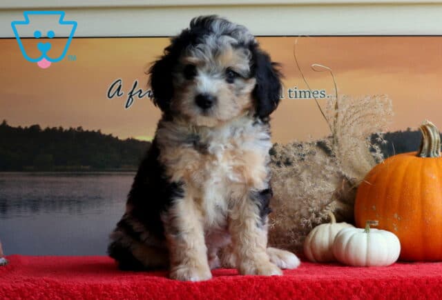 Boots Mini Bernedoodle2 image