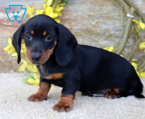 Boots Mini Dachshund