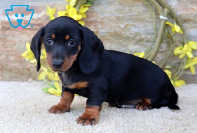Boots Mini Dachshund image