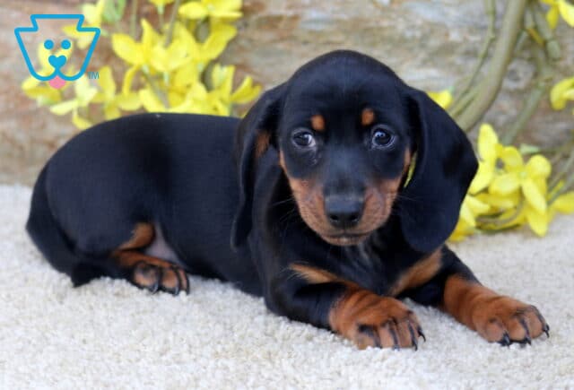 Boots Mini Dachshund2 image