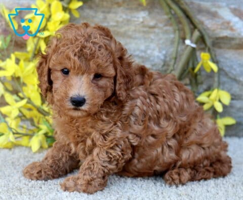 Boots Poodle Mix
