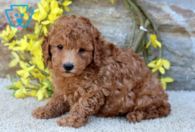 Boots Poodle Mix image