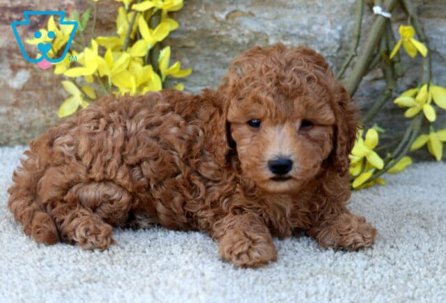 Boots Poodle Mix2 image