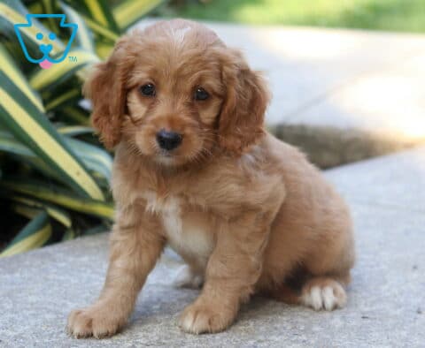 Braxton Cockapoo