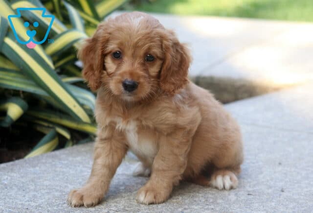 Braxton Cockapoo image
