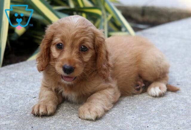Braxton Cockapoo2 image