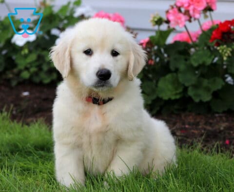 Breeze English Cream Golden