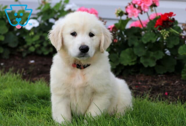 Breeze English Cream Golden image