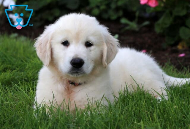 Breeze English Cream Golden2 image