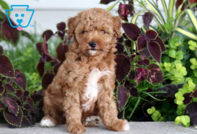 Breeze Mini Poodle image