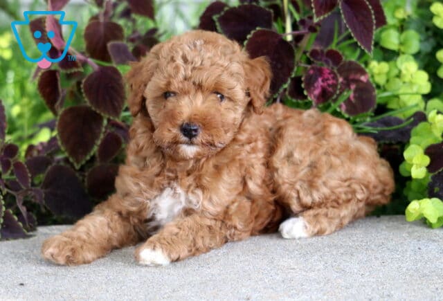 Breeze Mini Poodle2 image