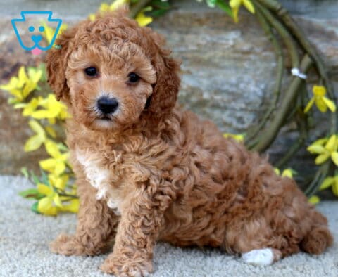 Briana Poodle Mix