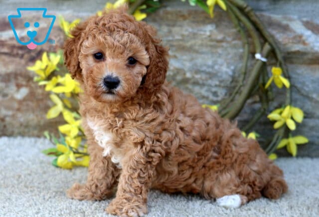Briana Poodle Mix image