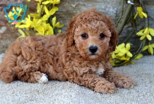 Briana Poodle Mix2 image