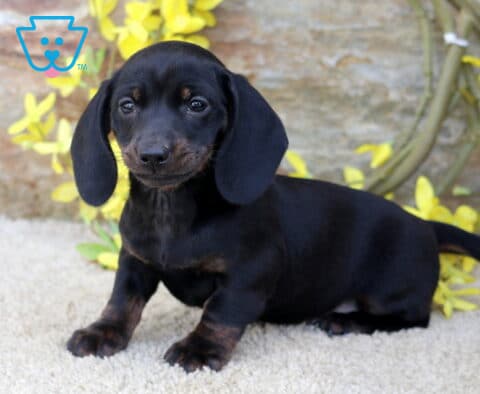 Brianna Mini Dachshund