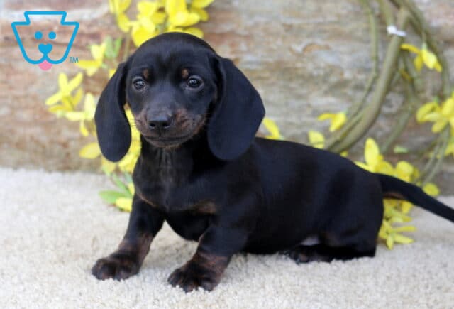 Brianna Mini Dachshund image