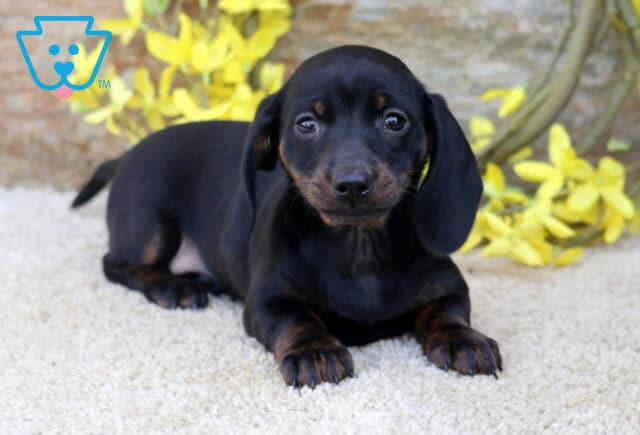 Brianna Mini Dachshund2 image
