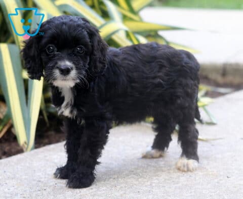 Brie Cockapoo