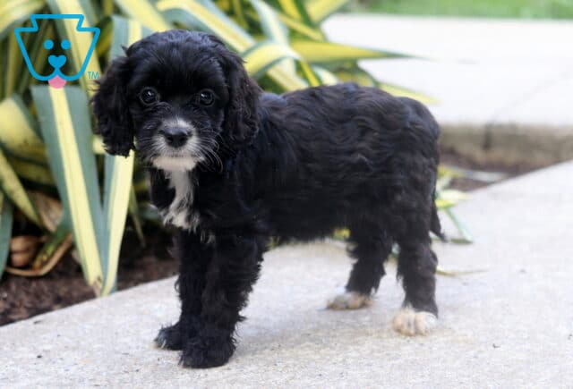 Brie Cockapoo image