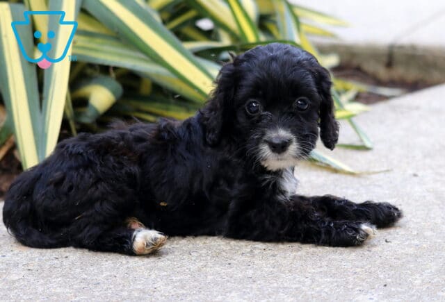 Brie Cockapoo2 image