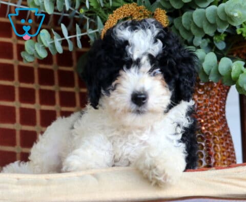 Brook Cavapoo