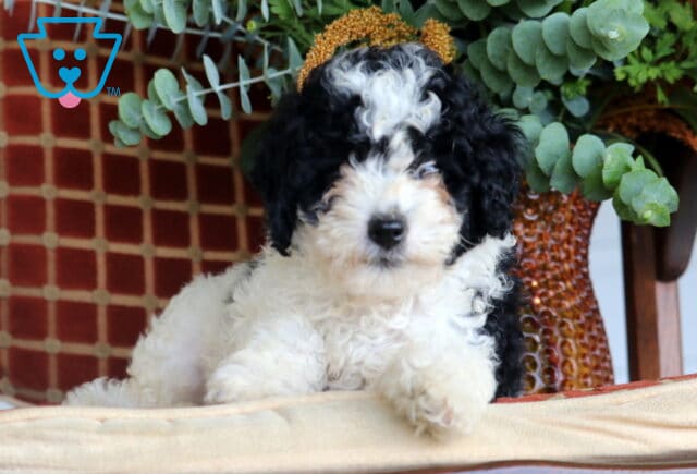 Brook Cavapoo image