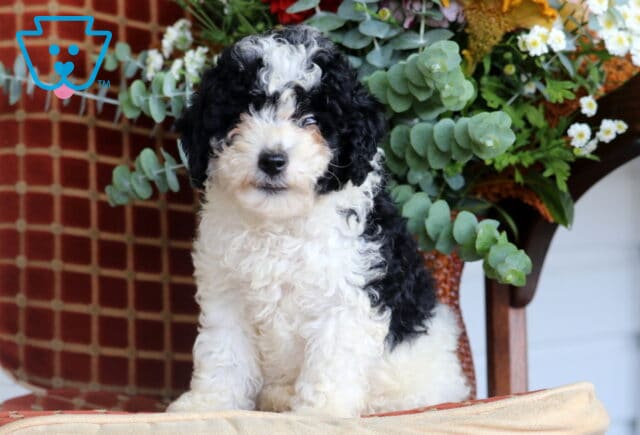 Brook Cavapoo2 image