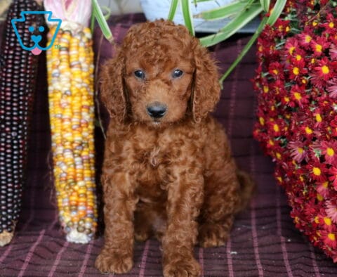 Bruno Mini Labradoodle
