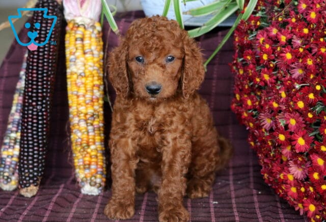 Bruno Mini Labradoodle image