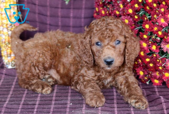 Bruno Mini Labradoodle2 image