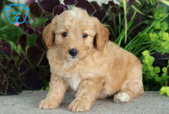 Bryson Mini Poodle image